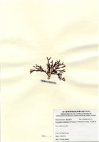 藏品(硬盾果藻)的圖片